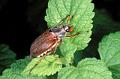 melolontha melolontha